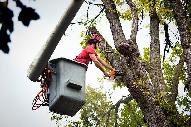 Best Seasonal Cleanup  in Avon, IN